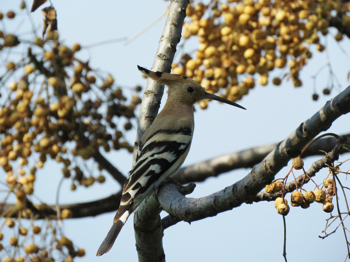 Eurasian Hoopoe - ML306656881