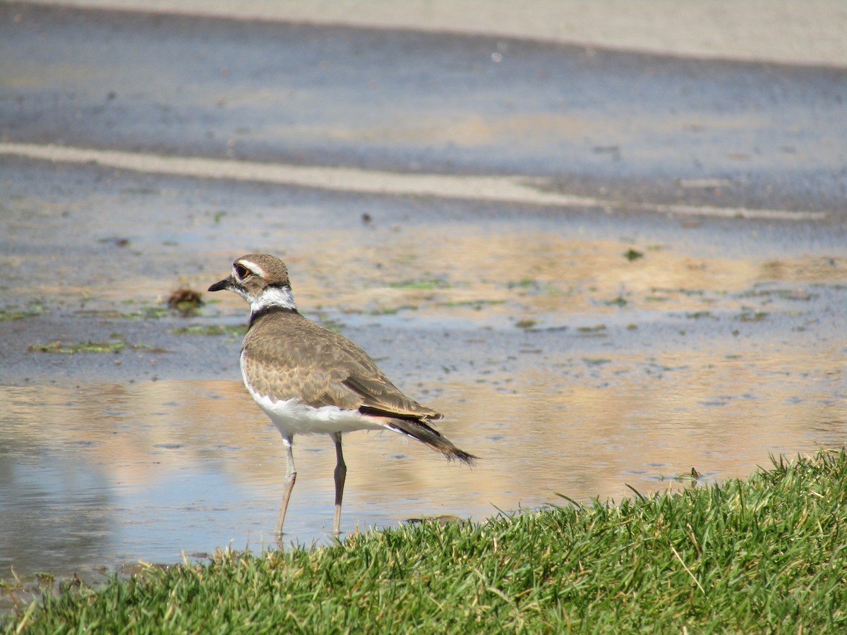 Killdeer - ML306659921