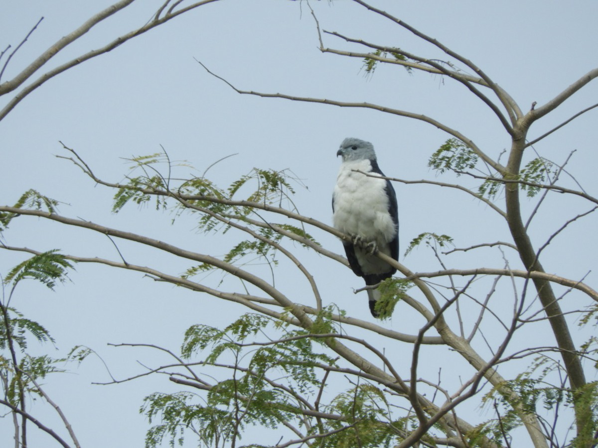 Gray-headed Kite - Lisandro Moran