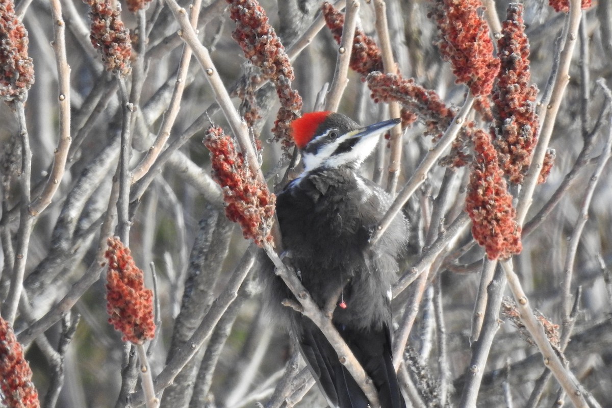 Pileated Woodpecker - ML306660841
