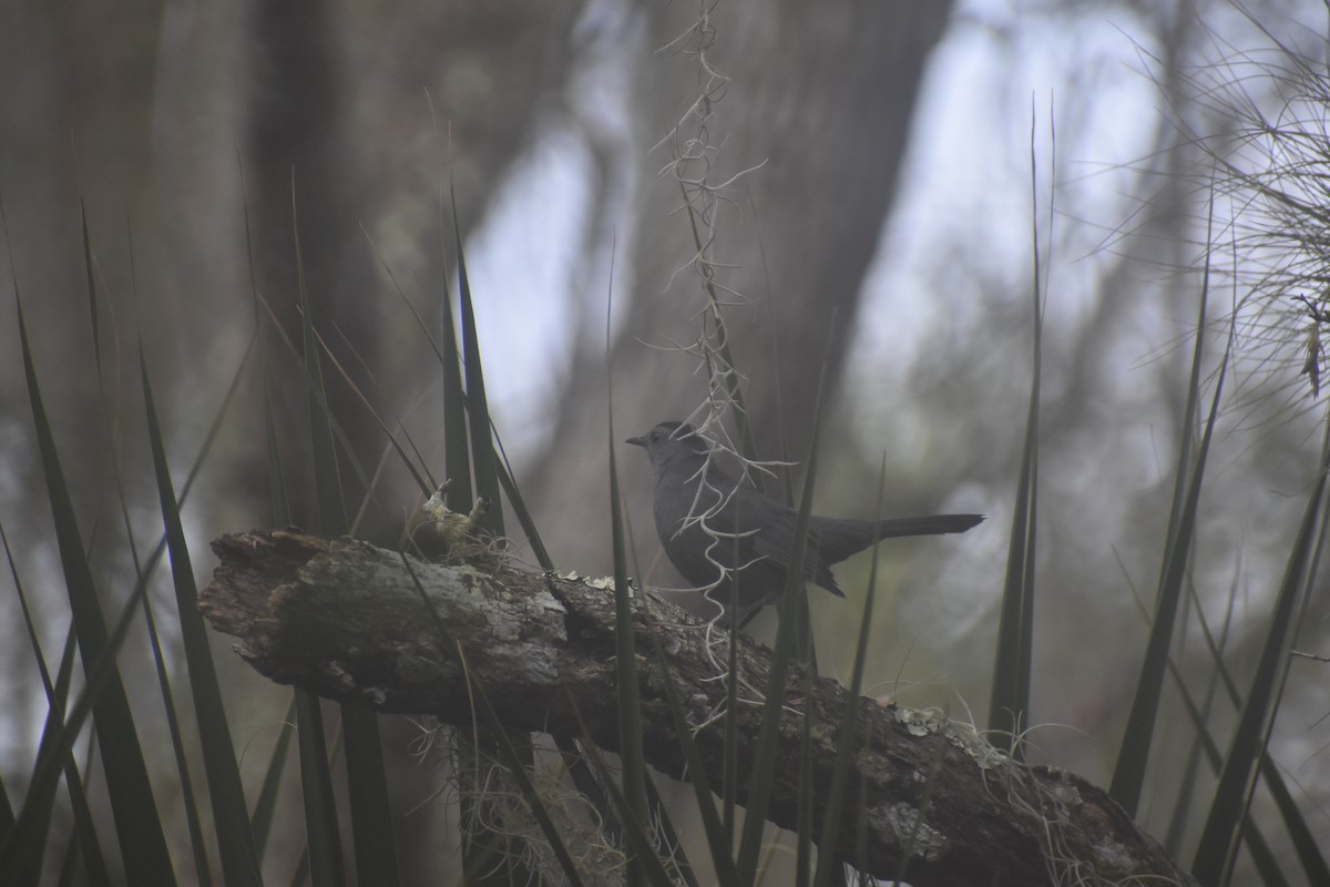 Gray Catbird - ML306661761