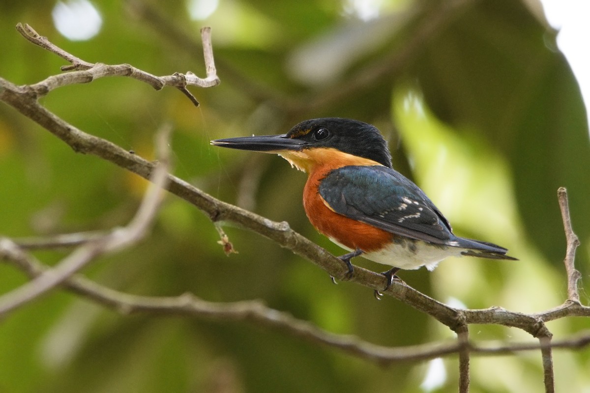 American Pygmy Kingfisher - Carlos Echeverría