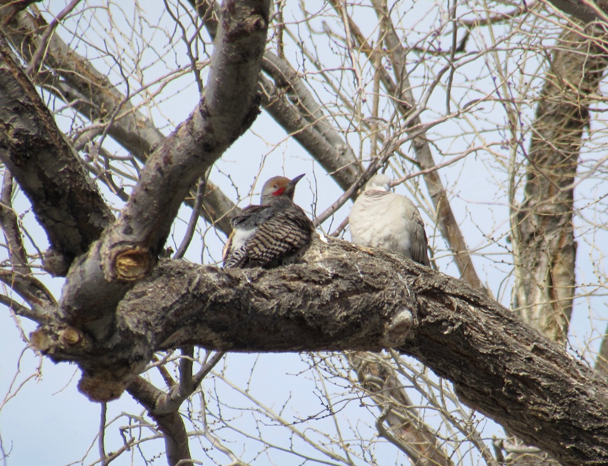 Northern Flicker - ML306662981