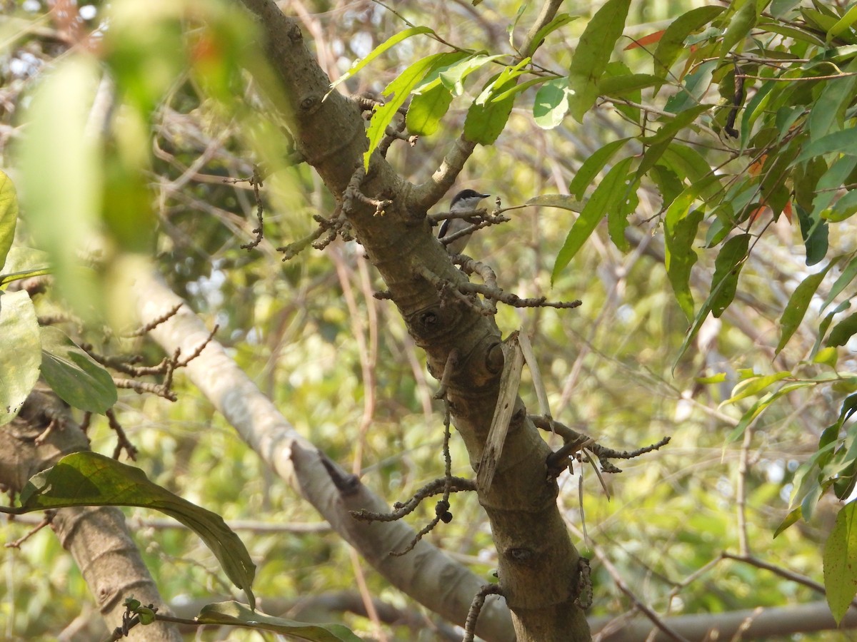 Bar-winged Flycatcher-shrike - ML306663721