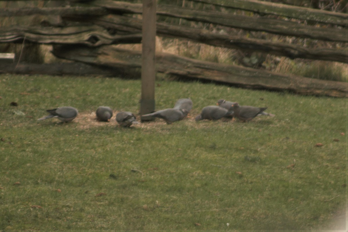 Band-tailed Pigeon - ML306666991