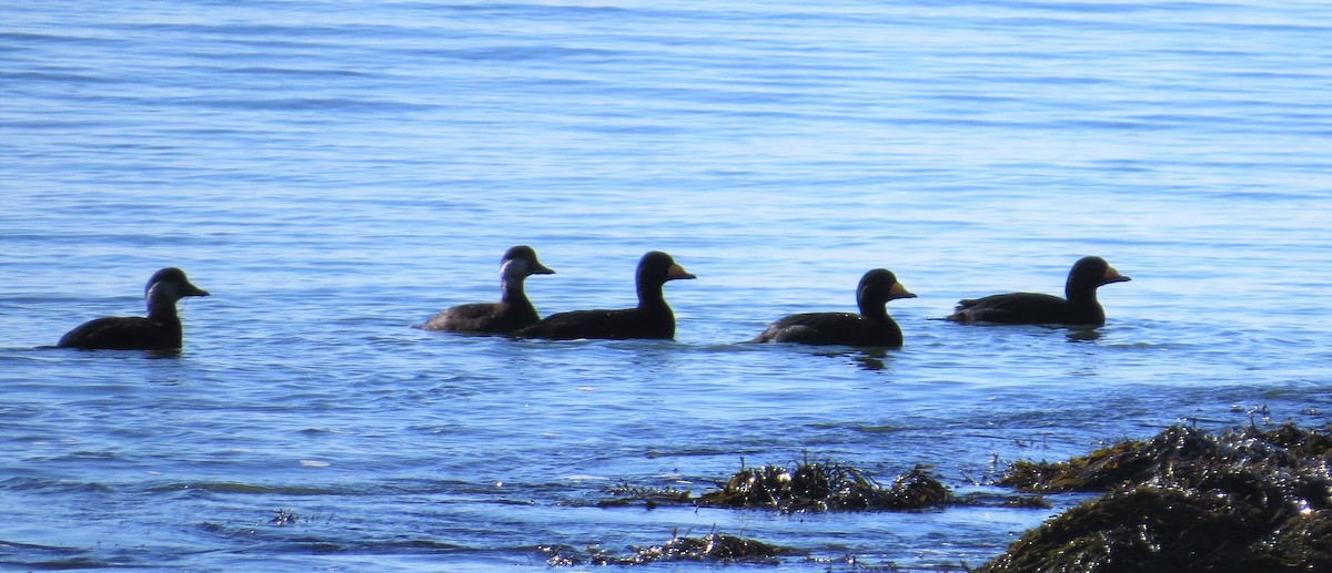 Black Scoter - ML306668001