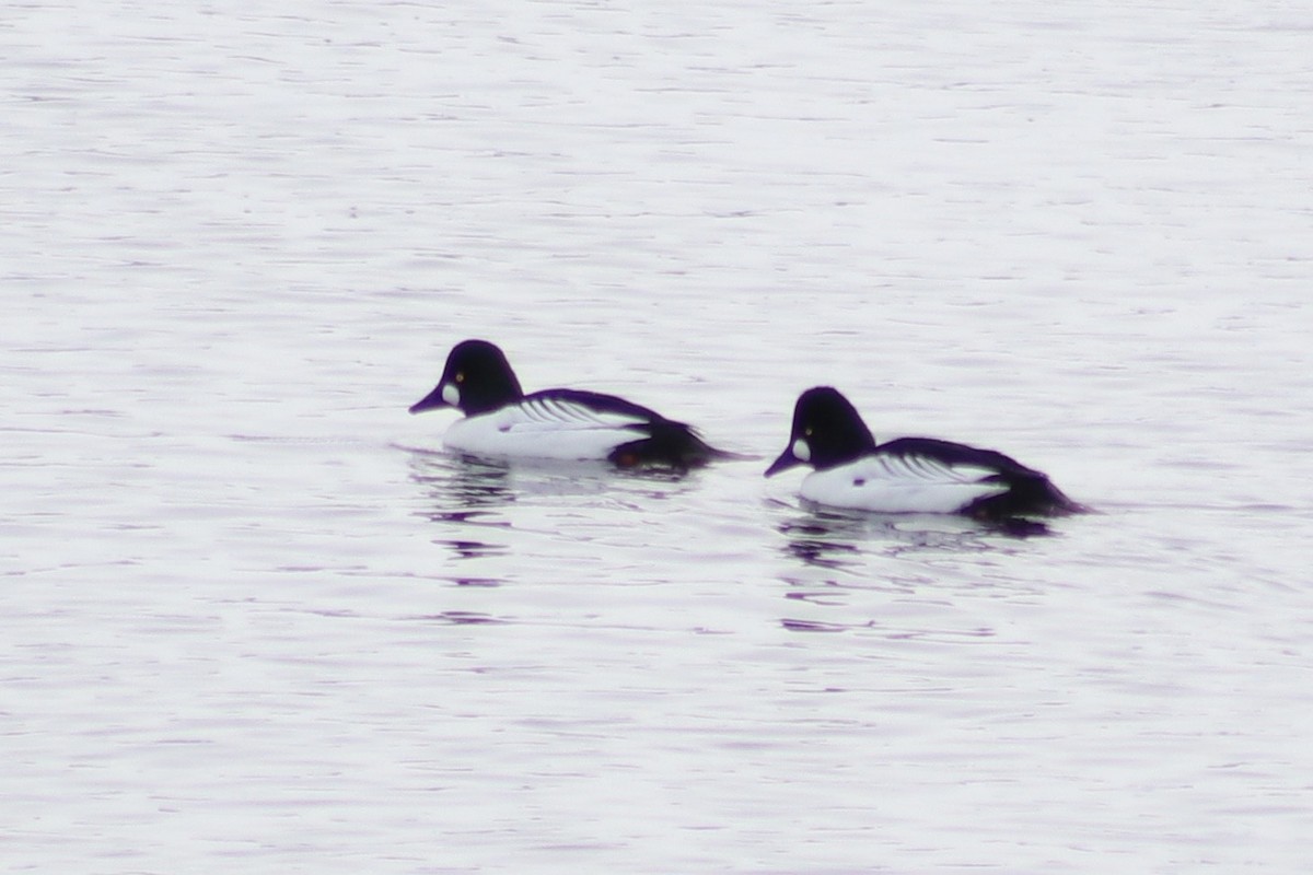 Common Goldeneye - ML306669711