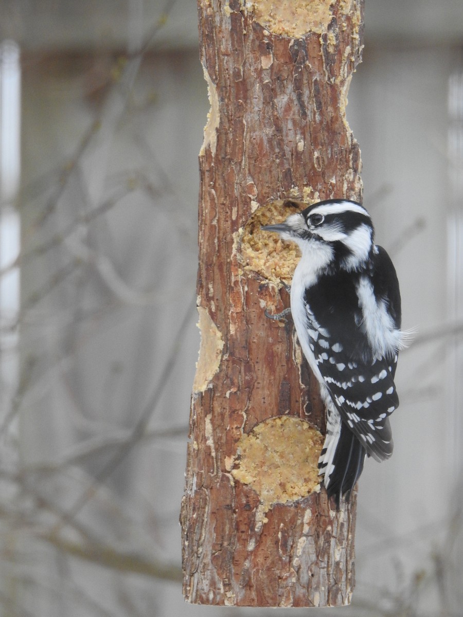 Downy Woodpecker - ML306669831