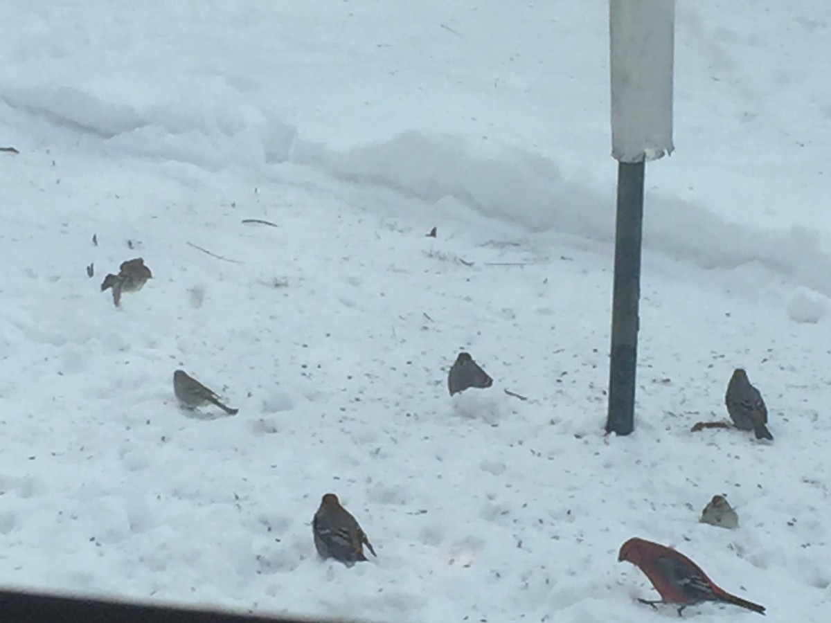 American Tree Sparrow - ML306671401