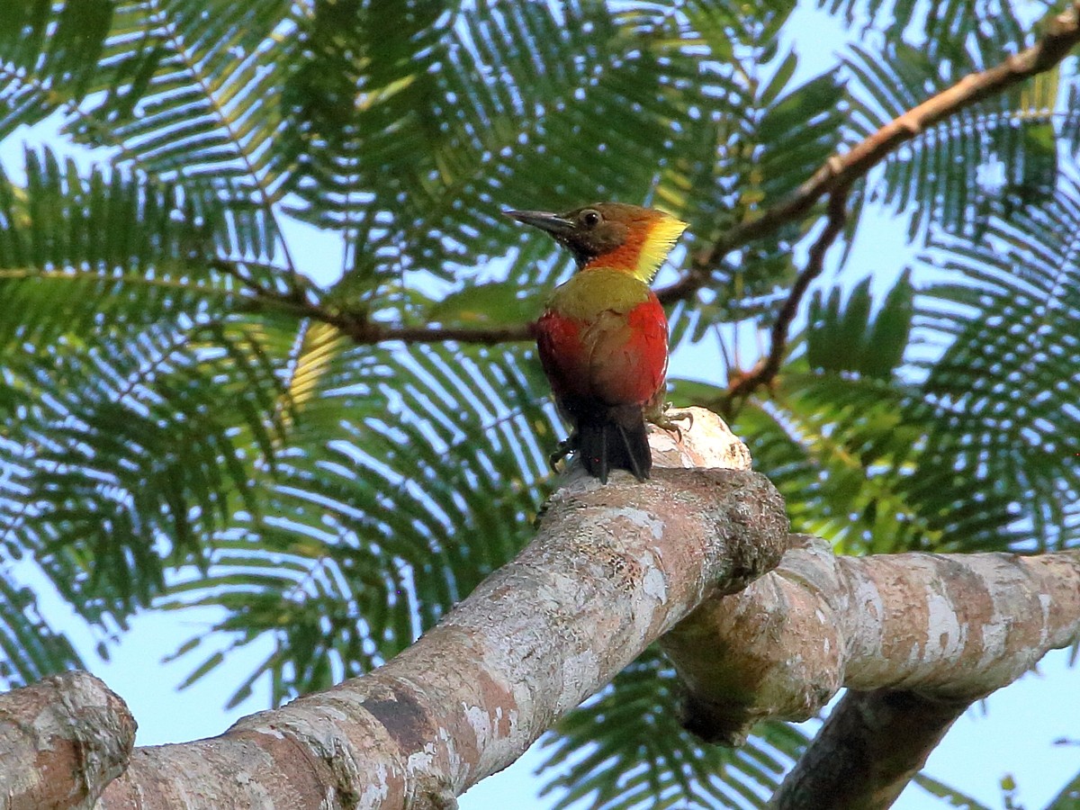 Checker-throated Woodpecker - ML306672021