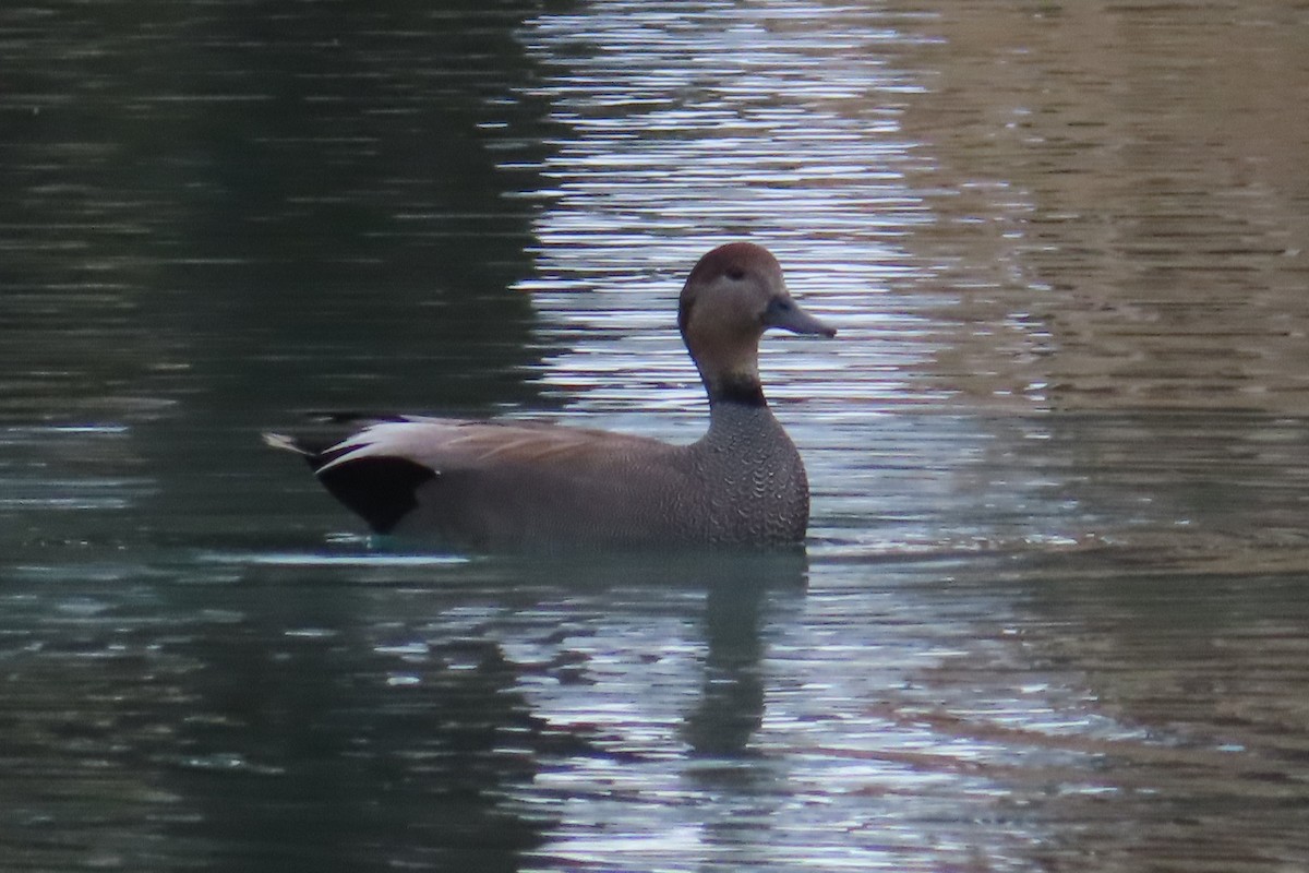 Gadwall - Susan Benedict