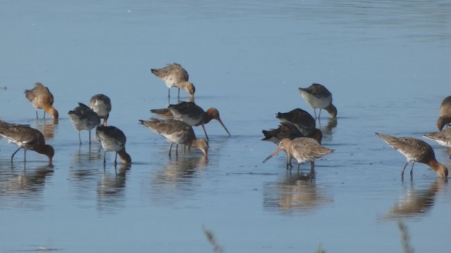 Black-tailed Godwit - ML306672491