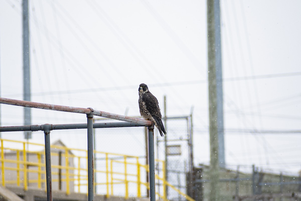 Peregrine Falcon - ML306672721