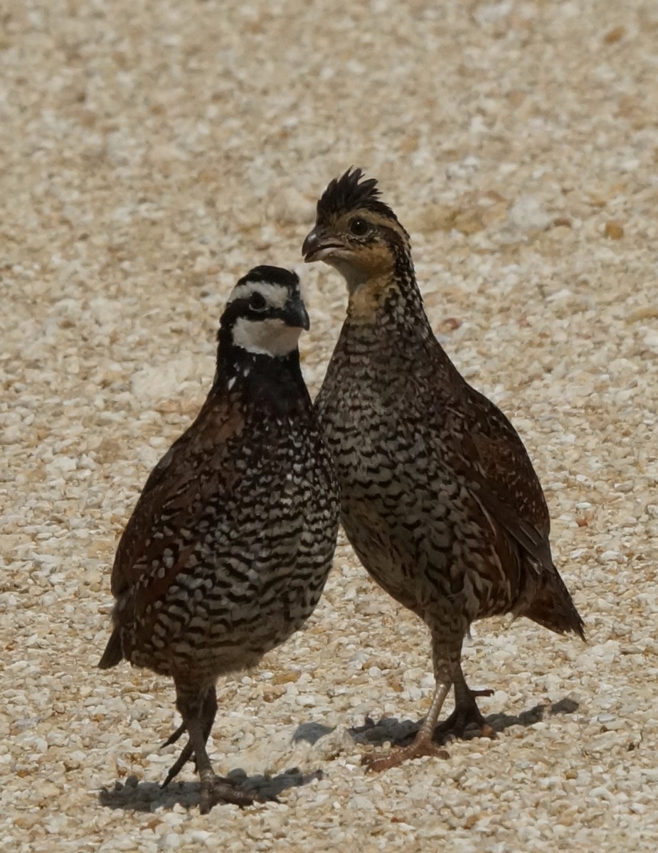 Northern Bobwhite - Teri Zambon True