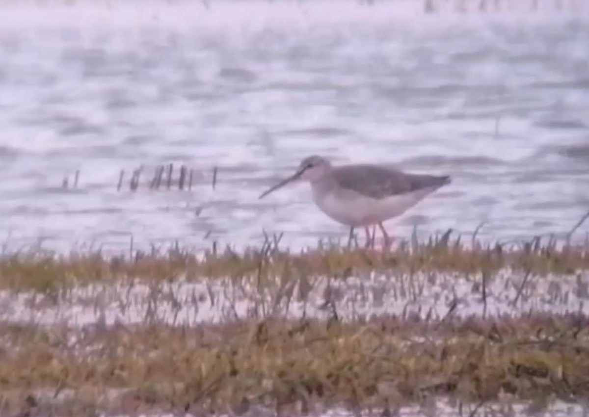 Spotted Redshank - Isaac West