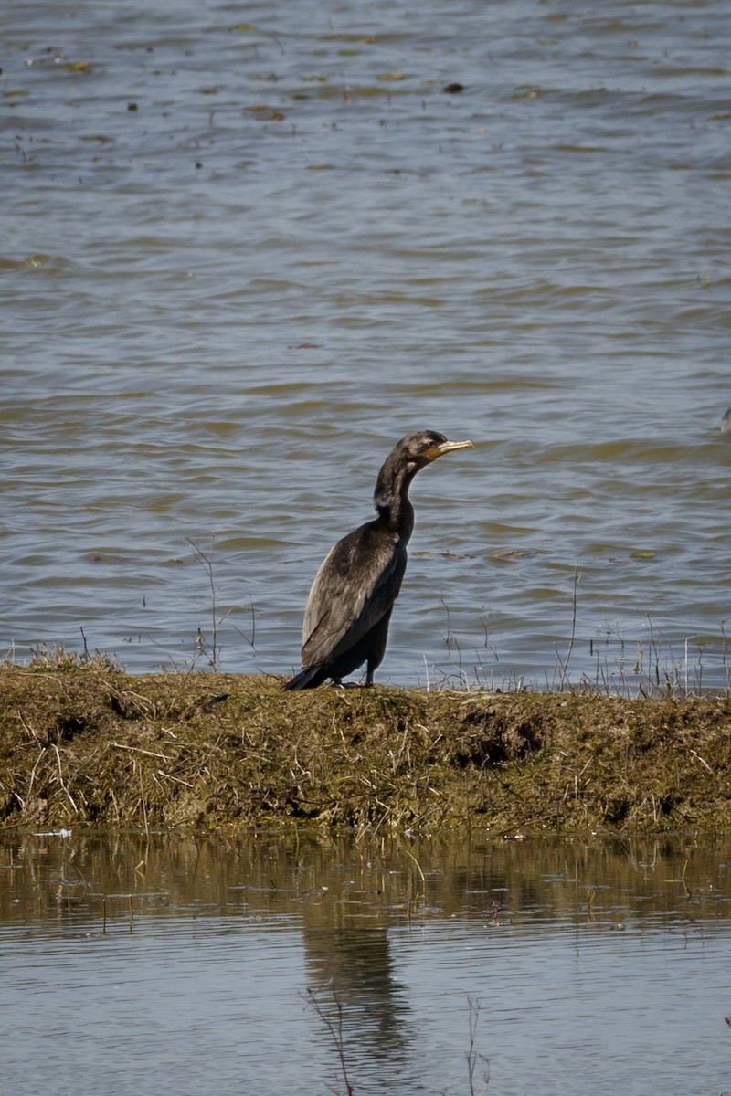 Cormorán Biguá - ML306674761