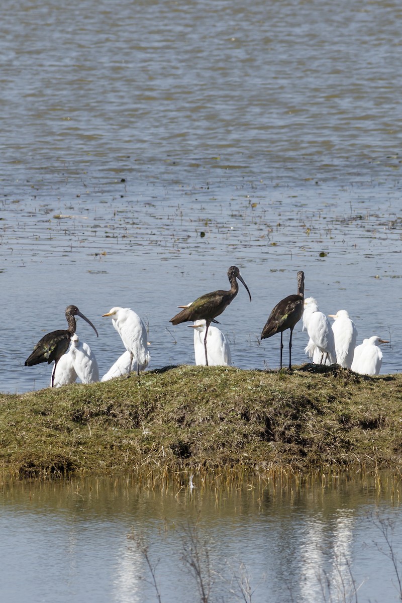 hvitgrimeibis - ML306675201