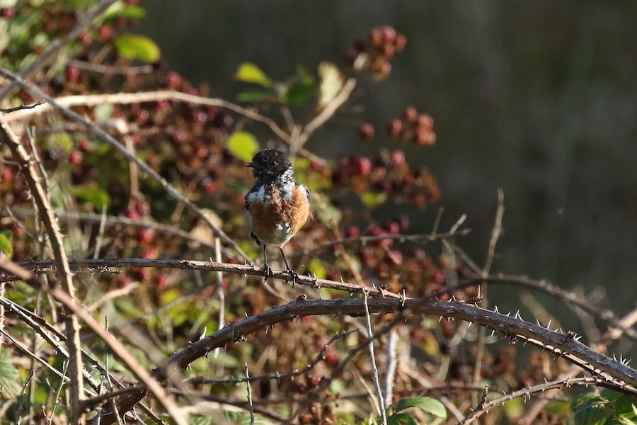 European Stonechat, Winterton Dunes NNR