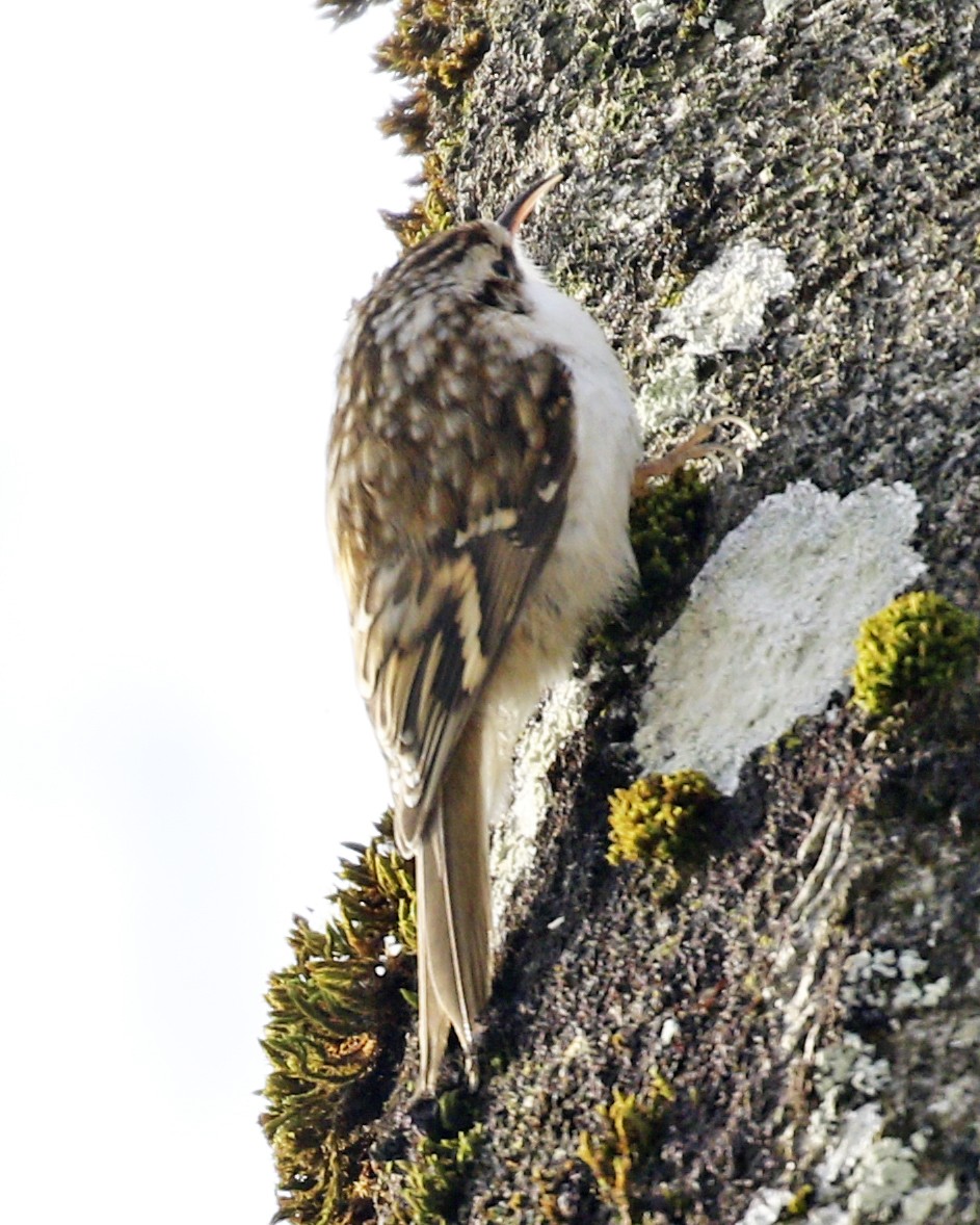 Eurasian Treecreeper - ML306677831