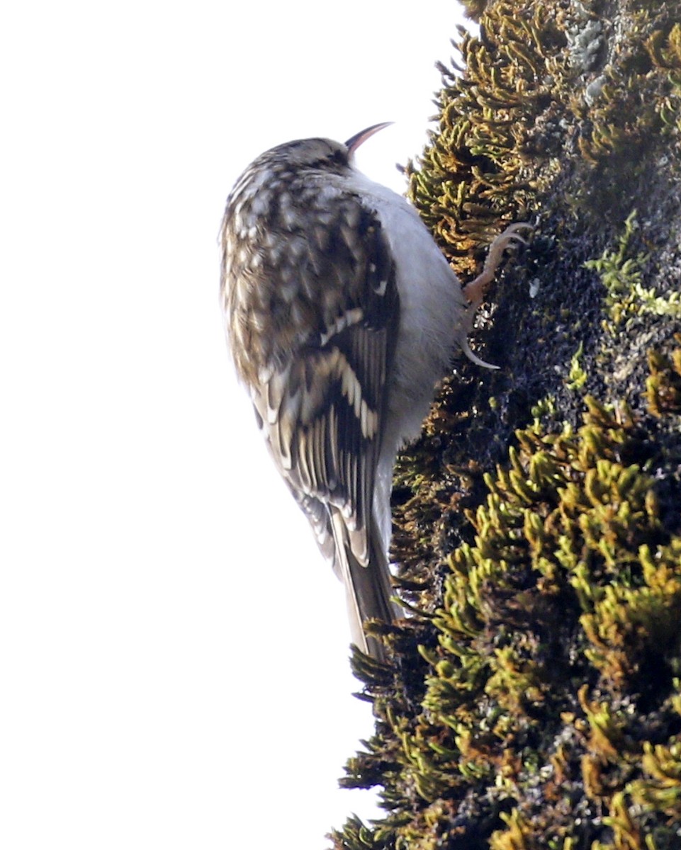 Eurasian Treecreeper - ML306677841