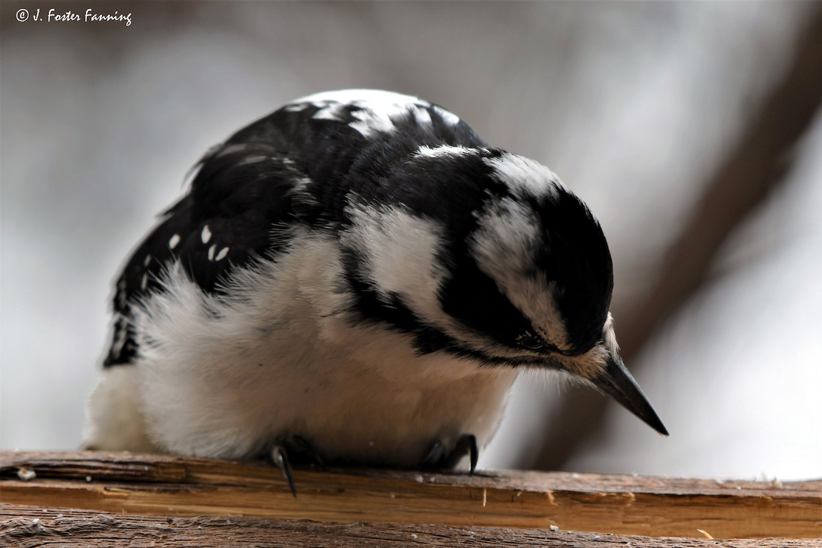 Downy Woodpecker - Foster Fanning