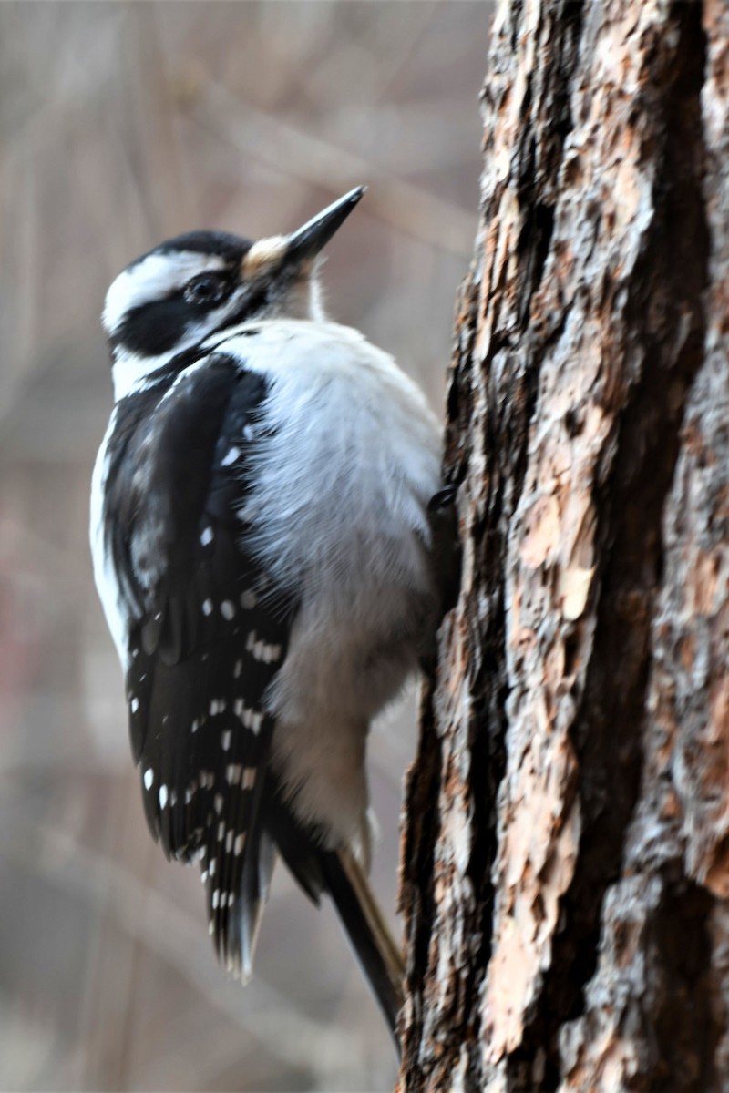 Hairy Woodpecker - Foster Fanning