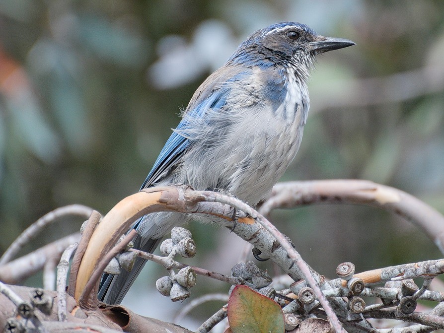 California Scrub-Jay - Michael Rieser