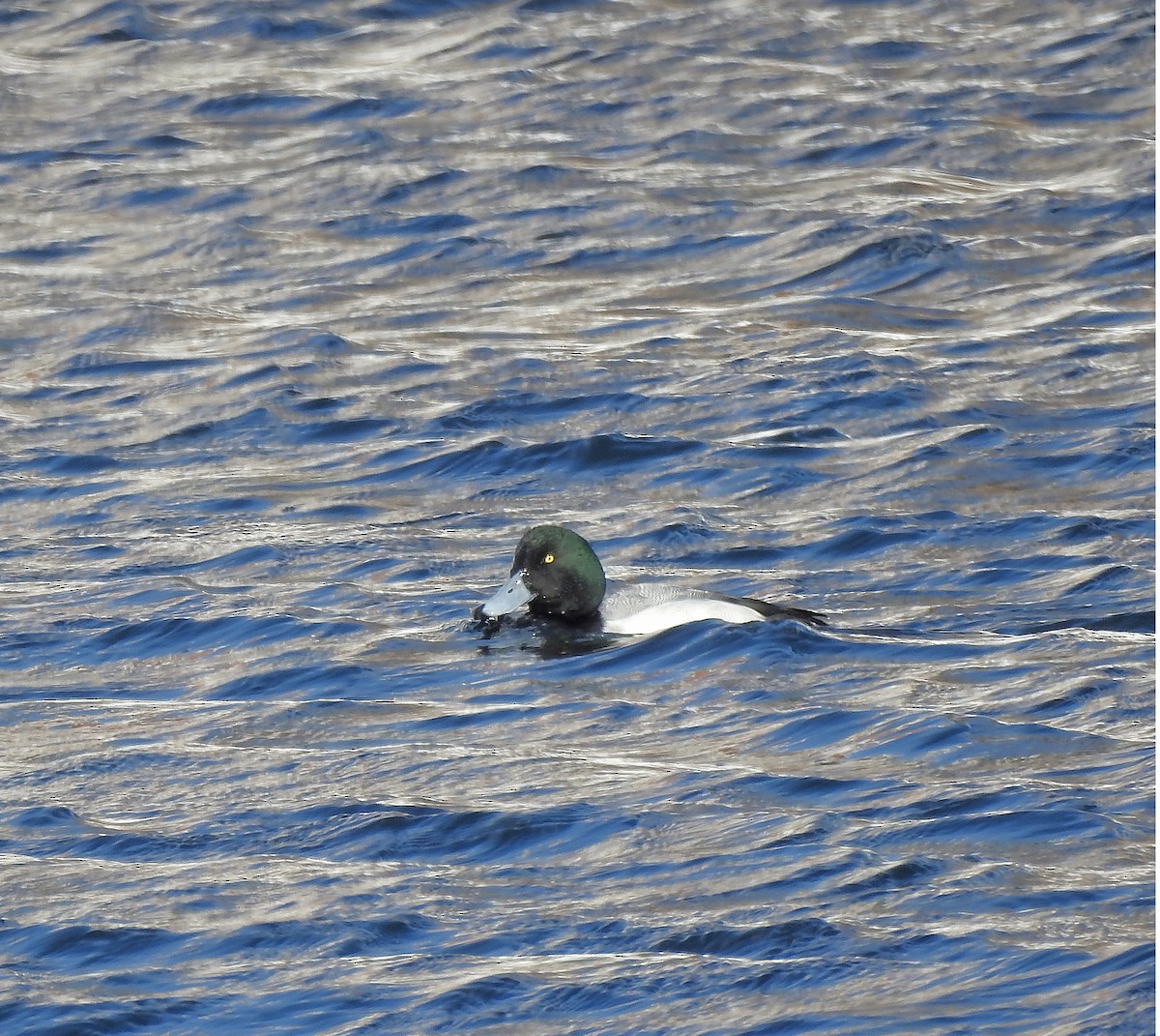 Greater Scaup - Benoît Turgeon