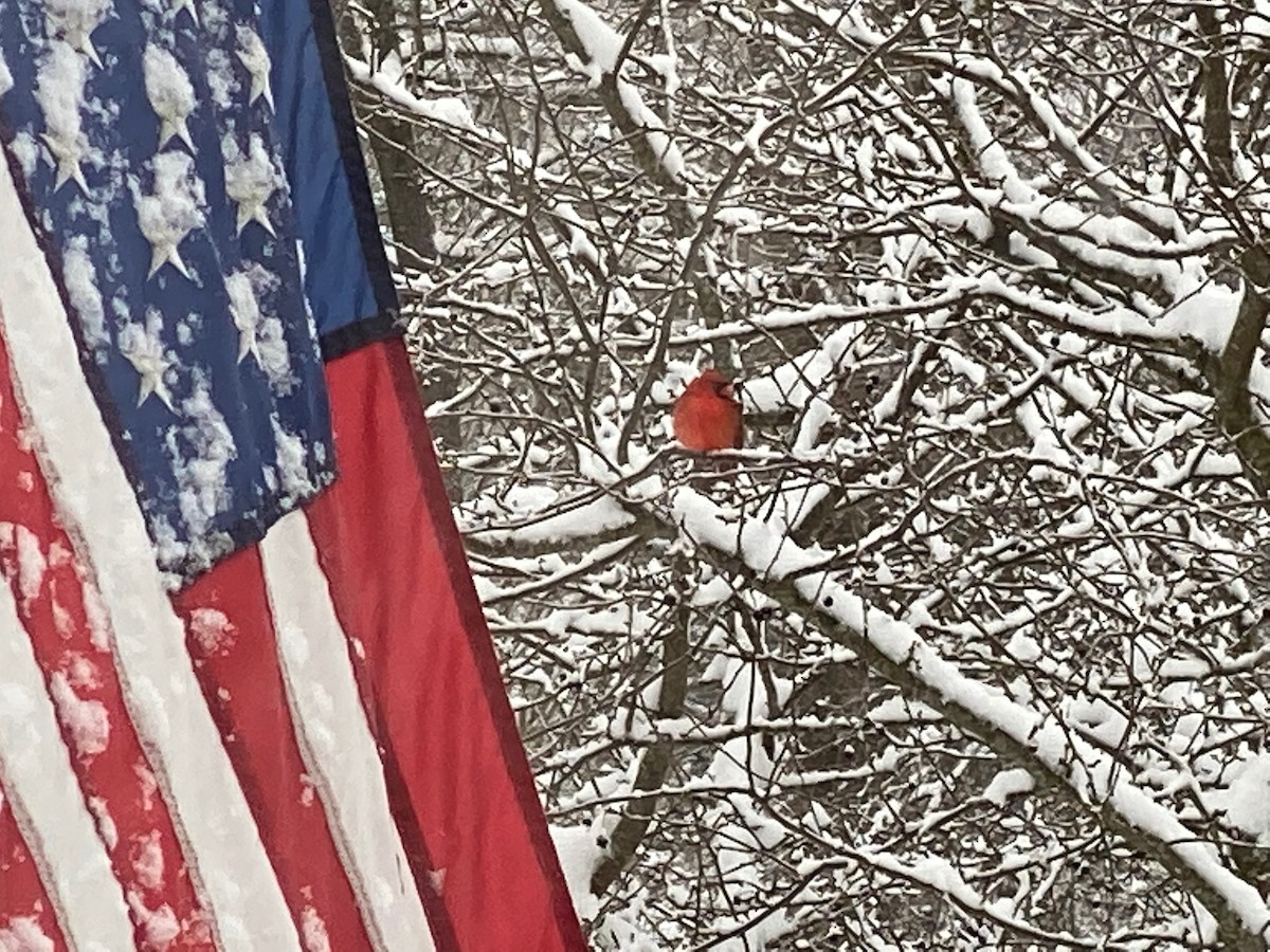 Northern Cardinal - ML306681631