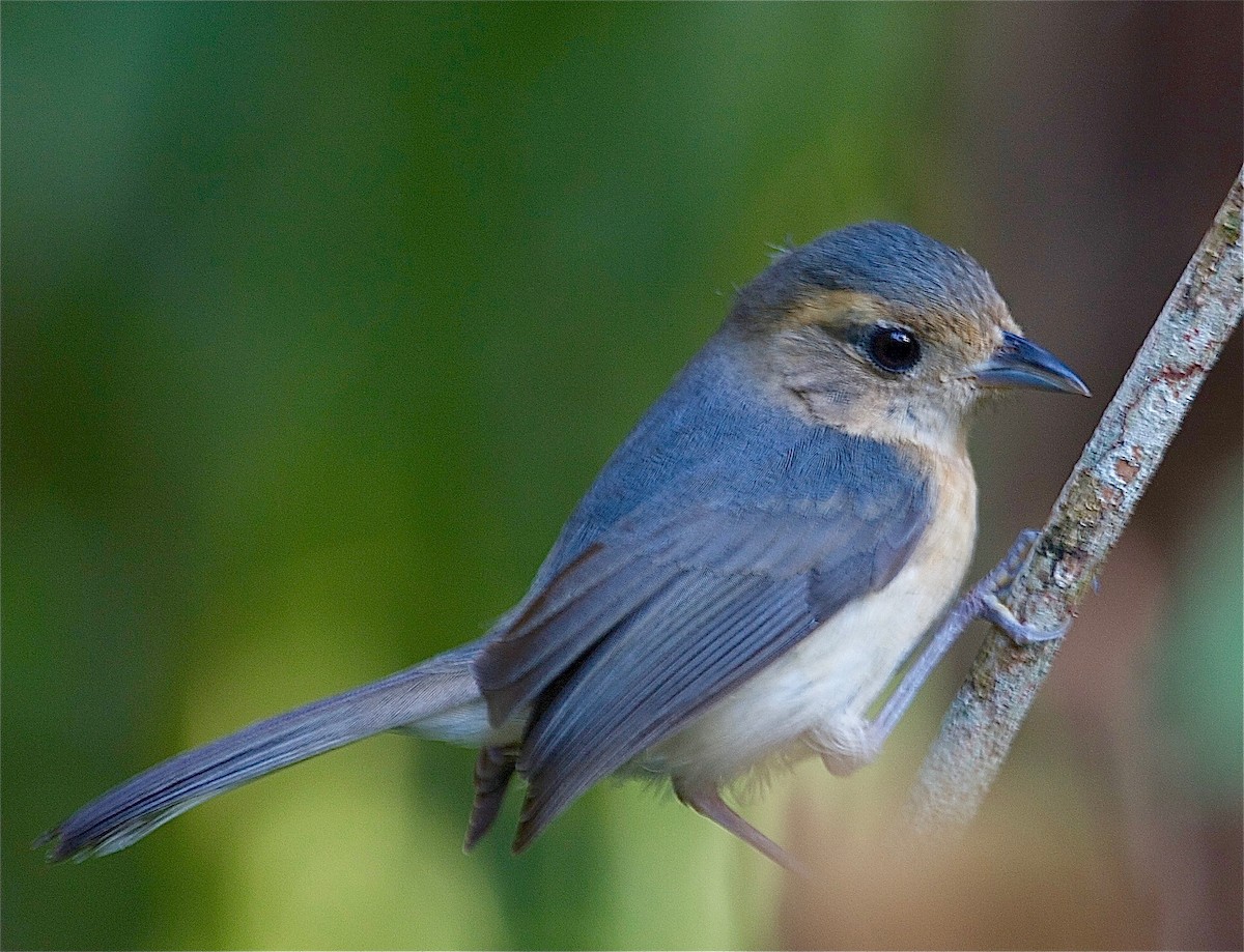 Gray-throated Chat - Karl Overman