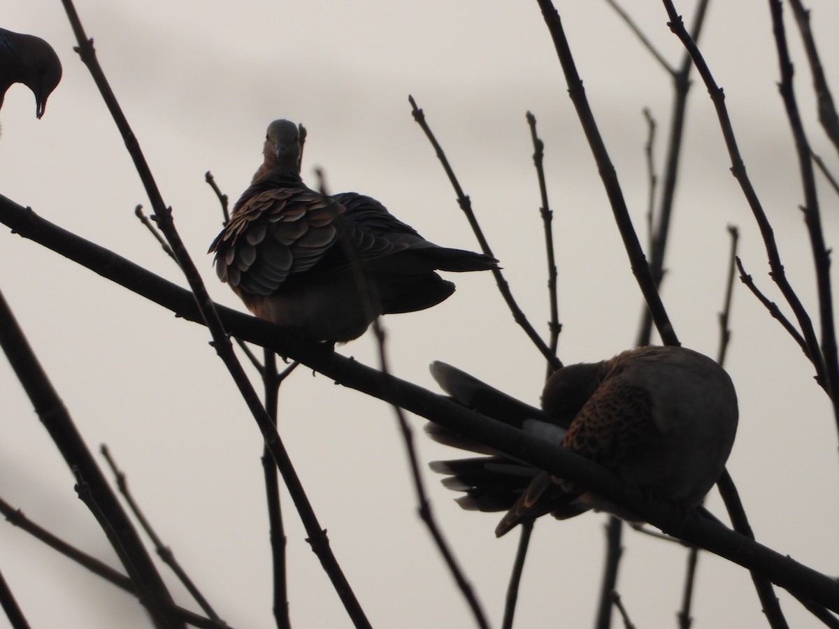 Oriental Turtle-Dove - ML306683521