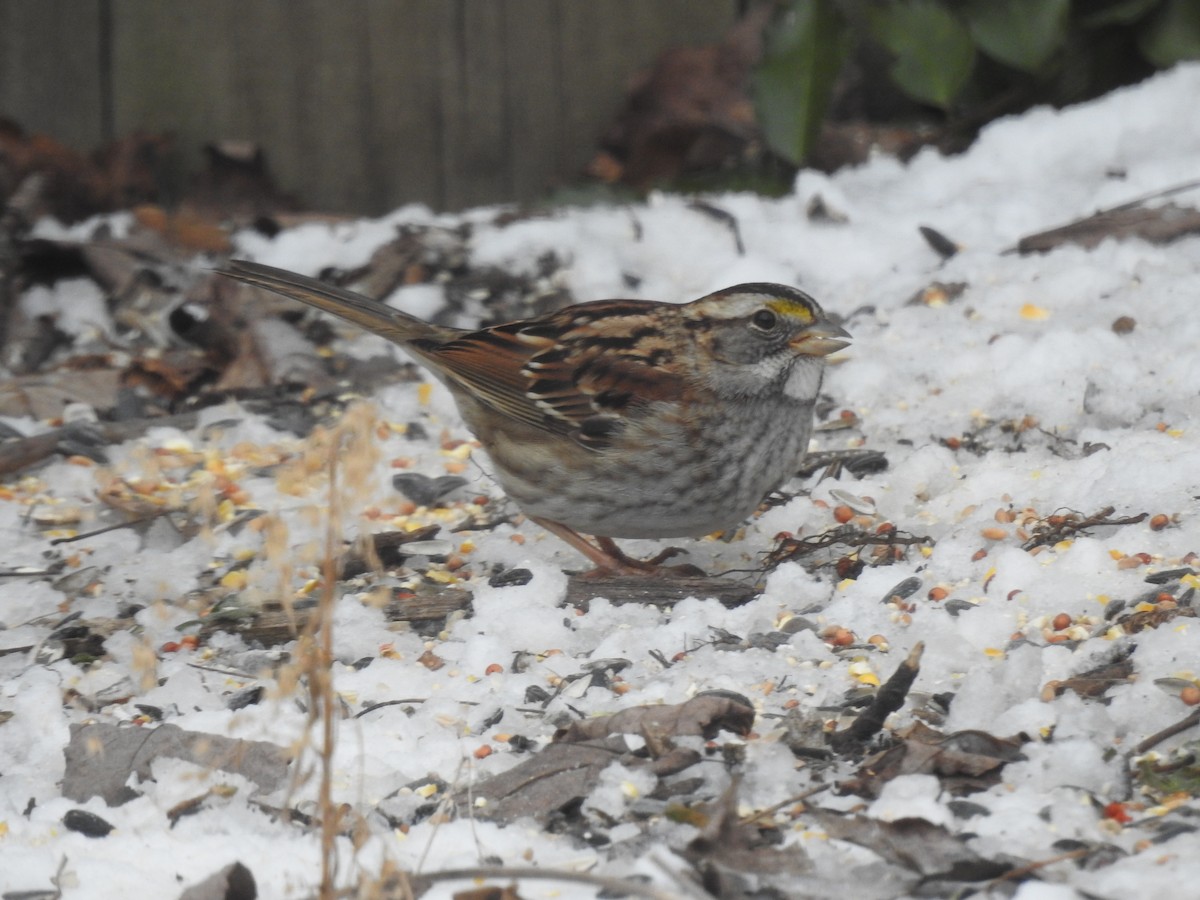 White-throated Sparrow - ML306684641