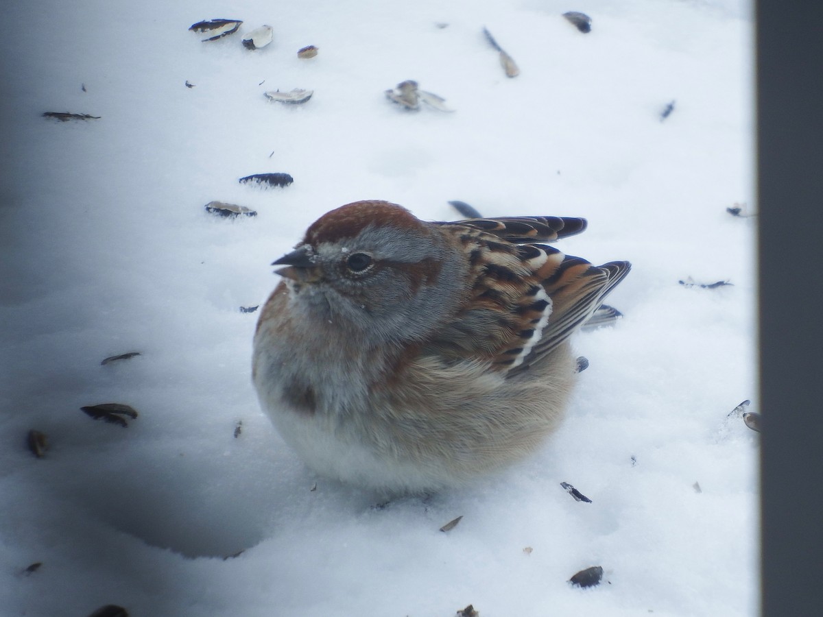 American Tree Sparrow - ML306684801