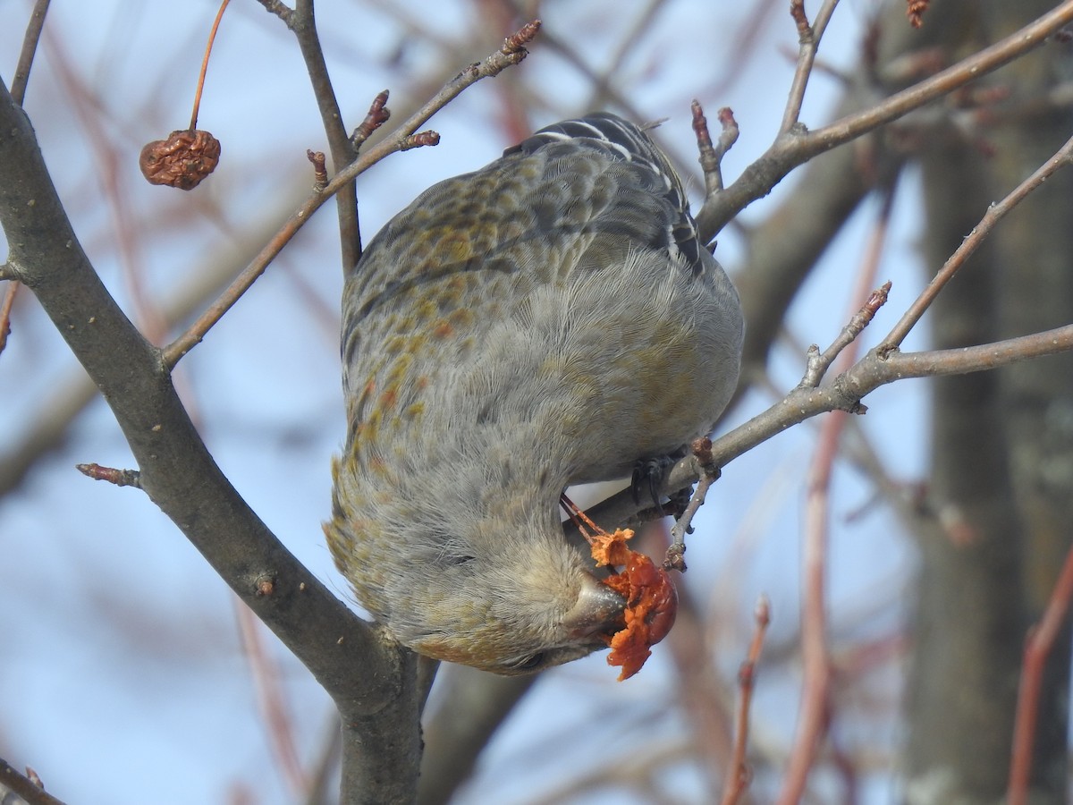 Pine Grosbeak - ML306685361