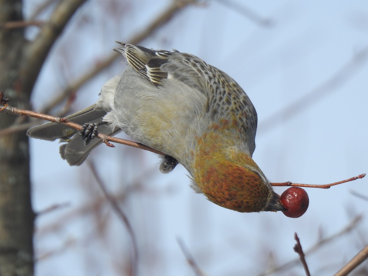 Pine Grosbeak - ML306685371