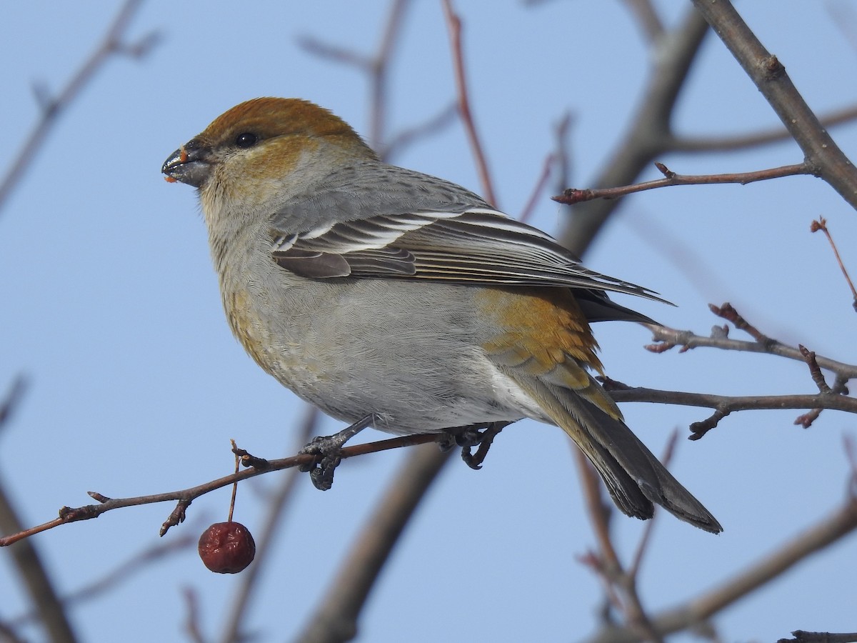 Pine Grosbeak - ML306685411