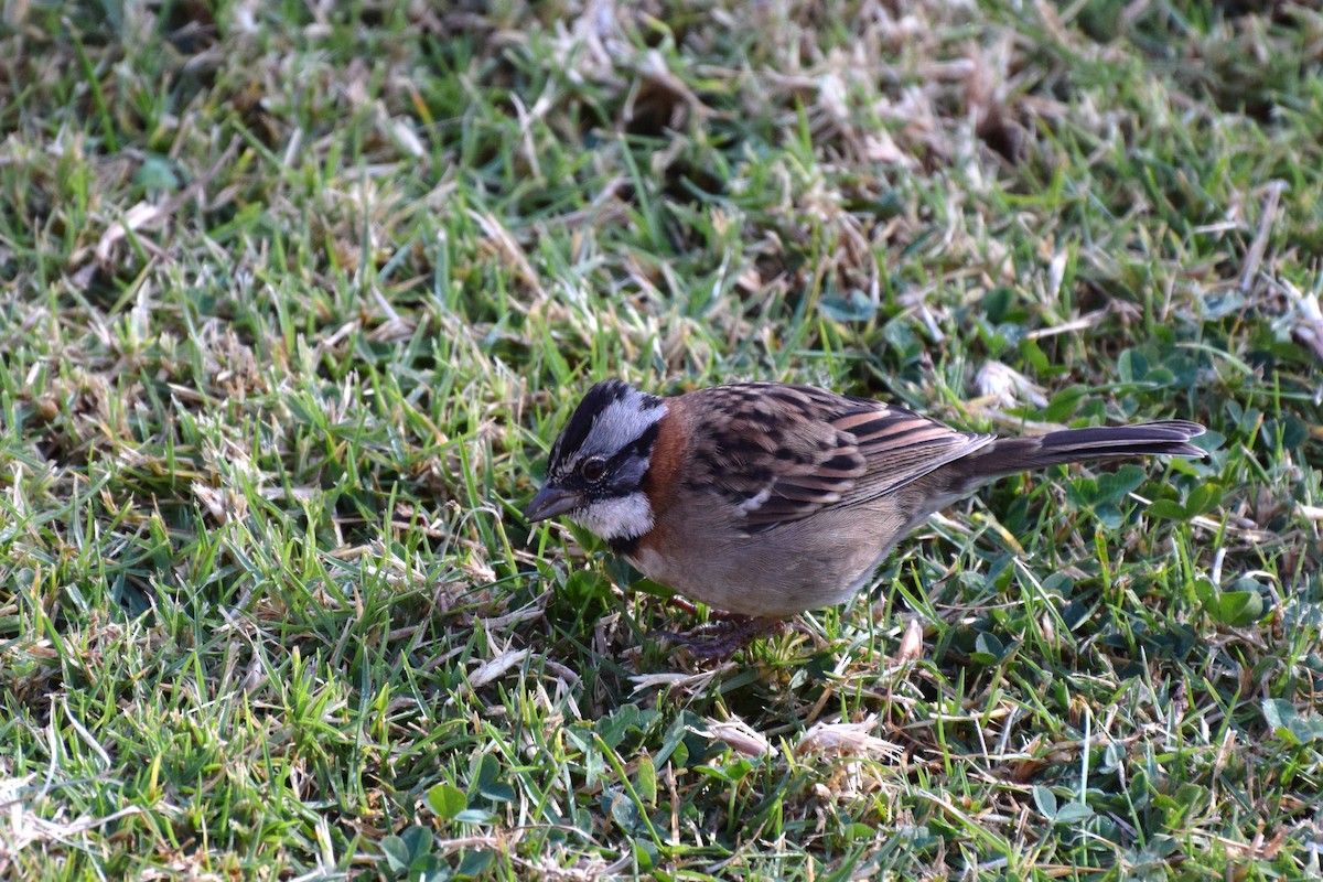 Rufous-collared Sparrow - ML30668651
