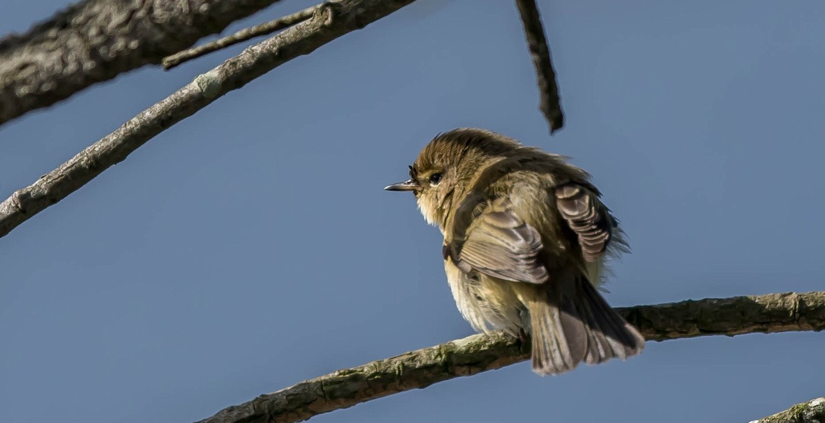 Common Chiffchaff - Francisco Pires