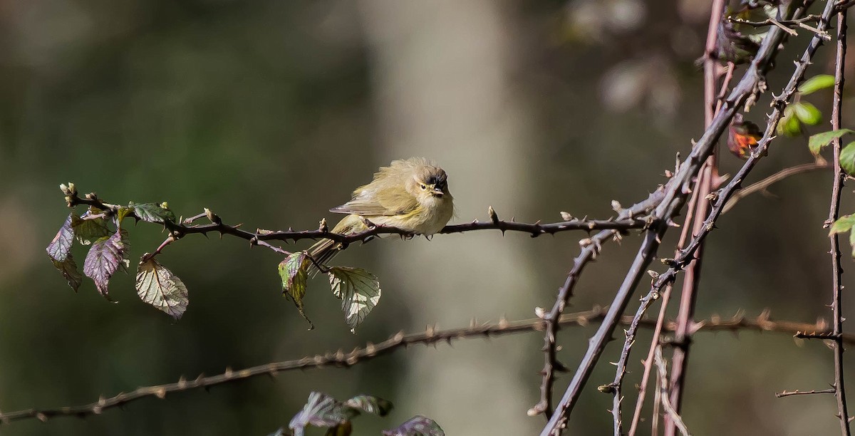 Common Chiffchaff - Francisco Pires