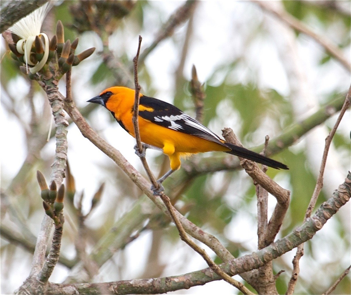 Altamira Oriole - ML30669011