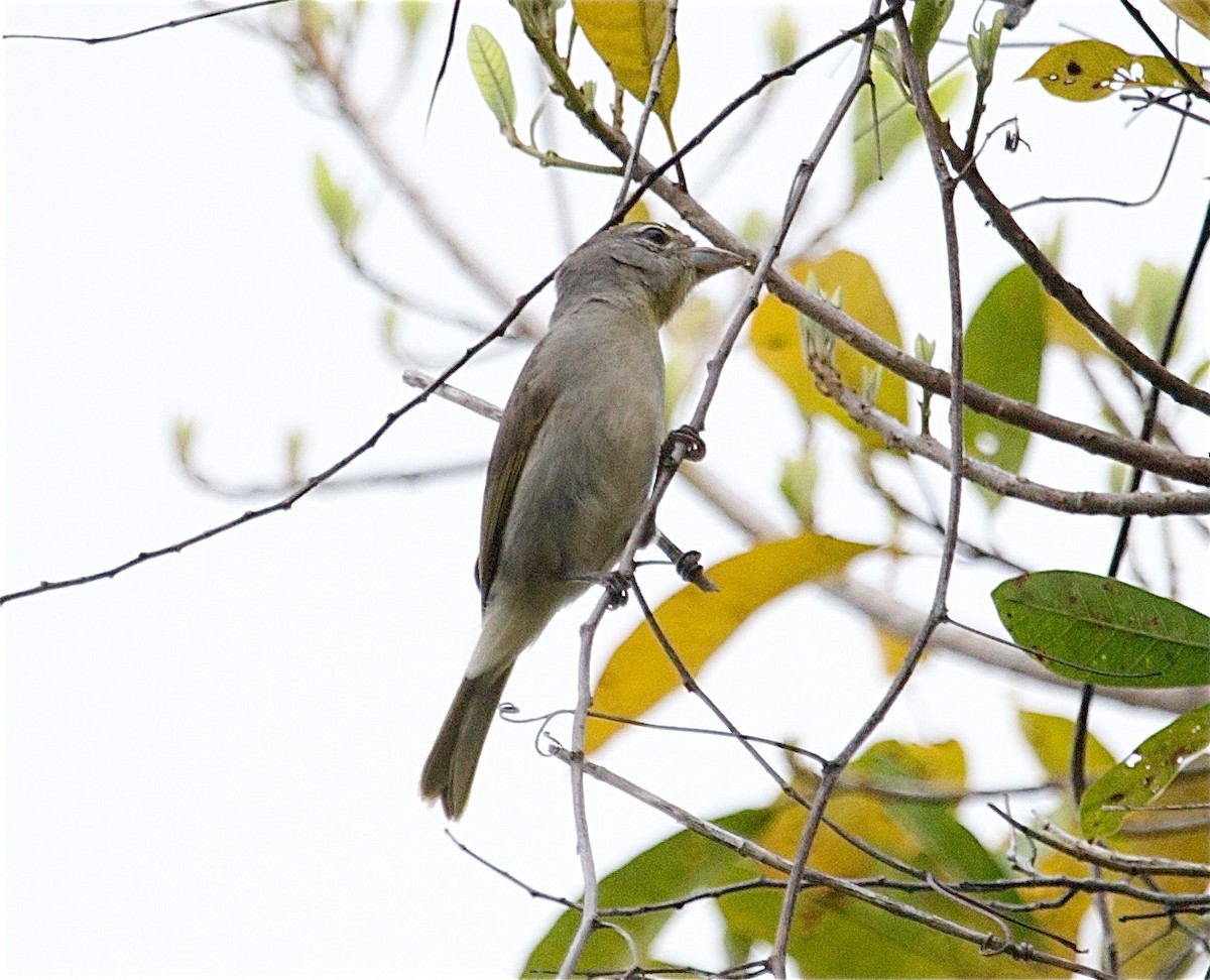 Rose-throated Tanager - ML30669051