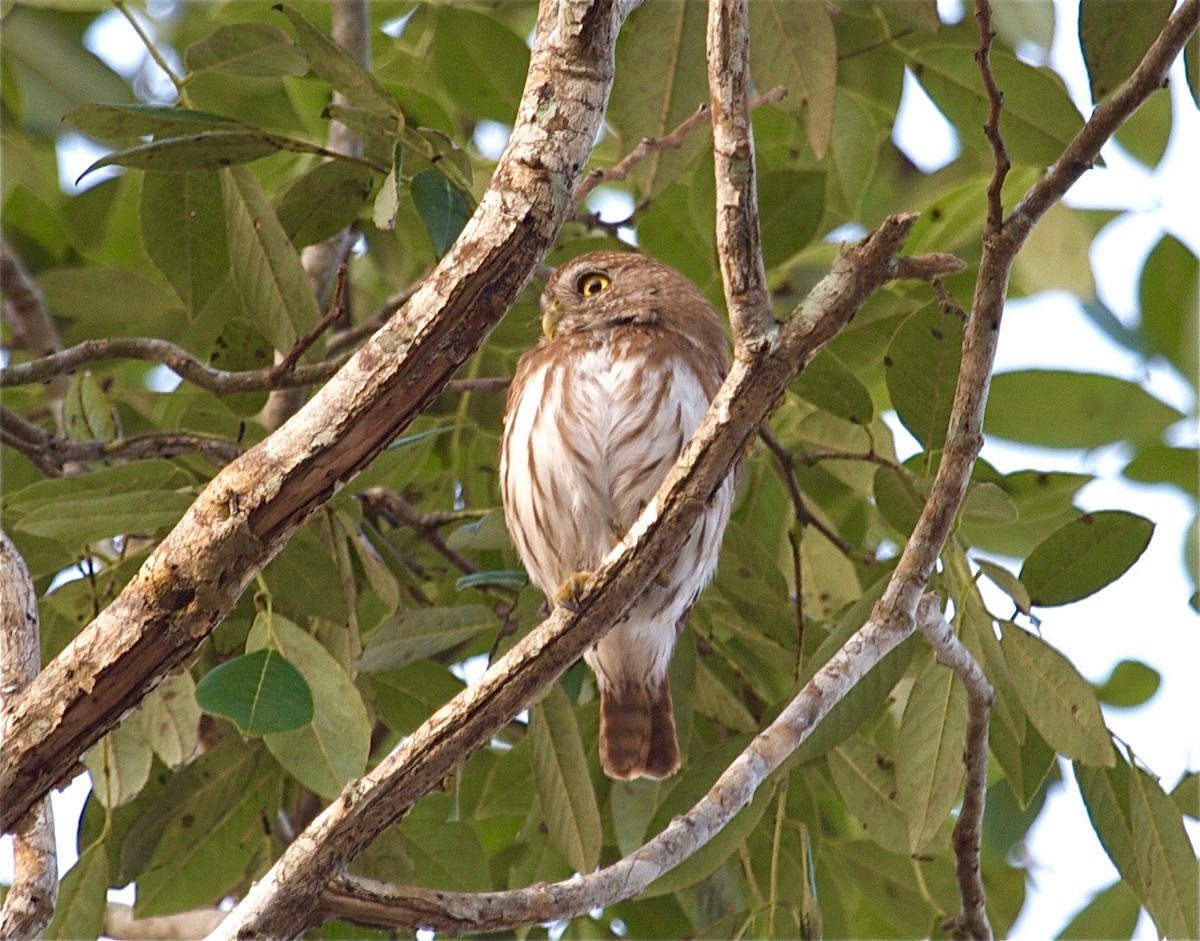 Ferruginous Pygmy-Owl - Karl Overman