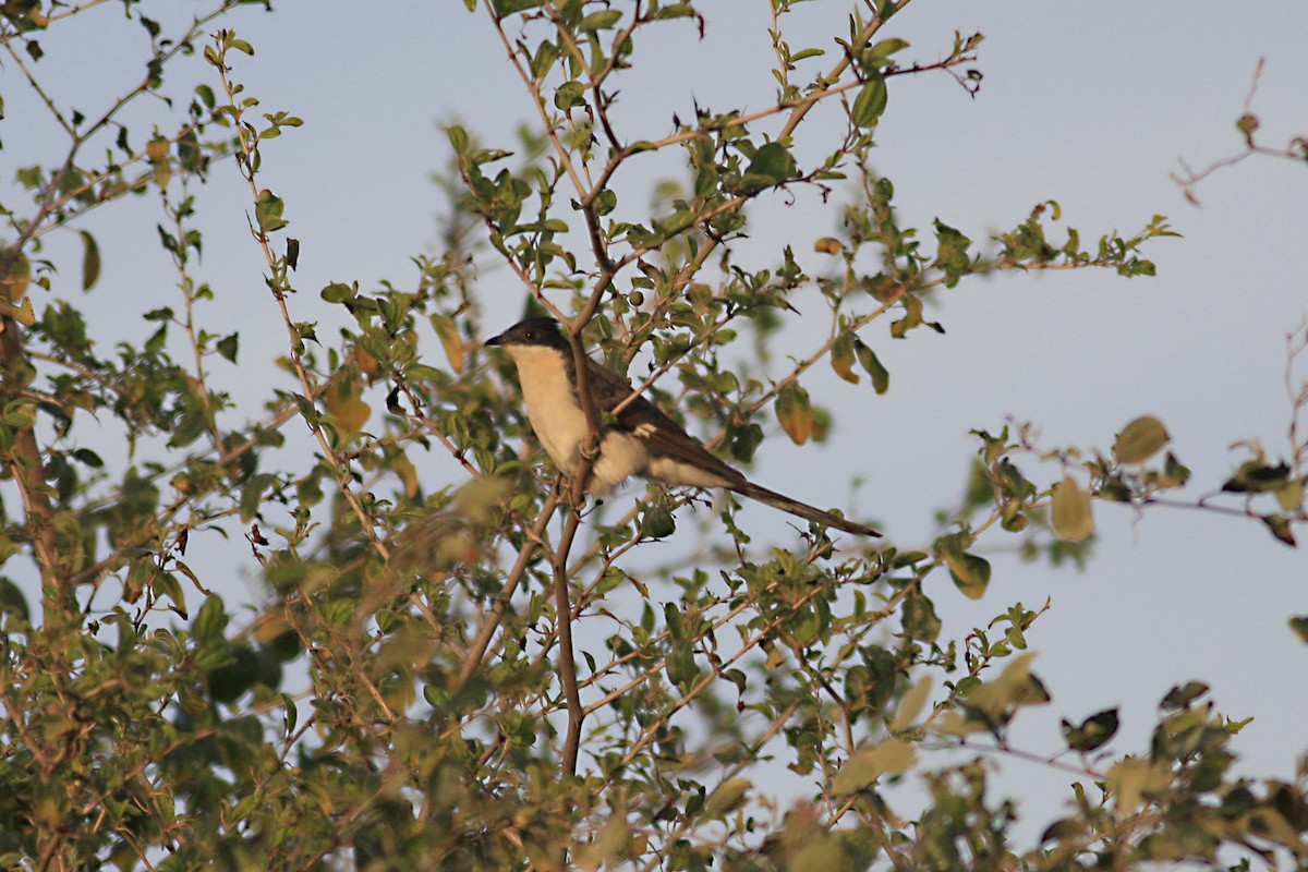 Pied Cuckoo - ML306693281