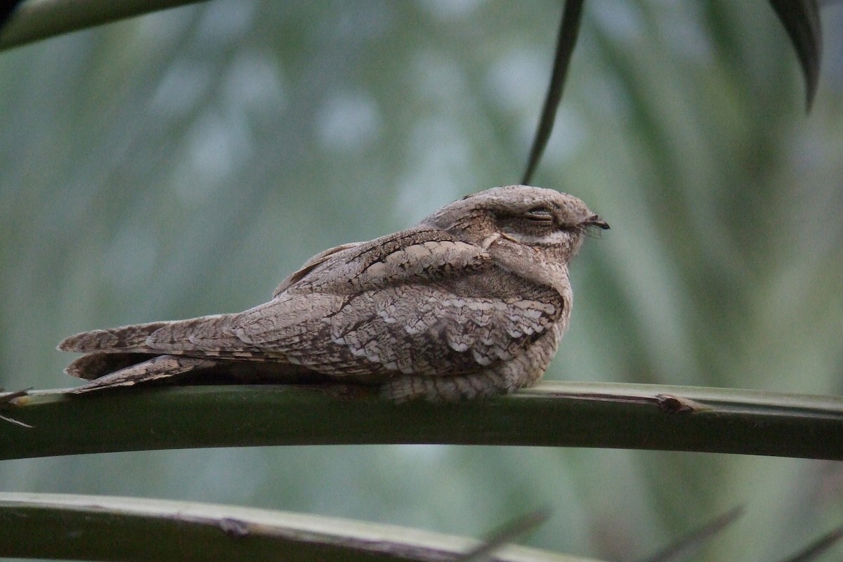 Eurasian Nightjar - Oscar Campbell
