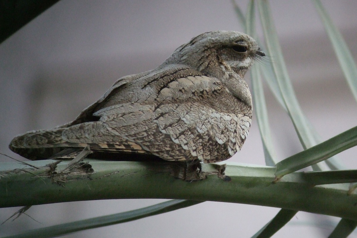 Eurasian Nightjar - Oscar Campbell