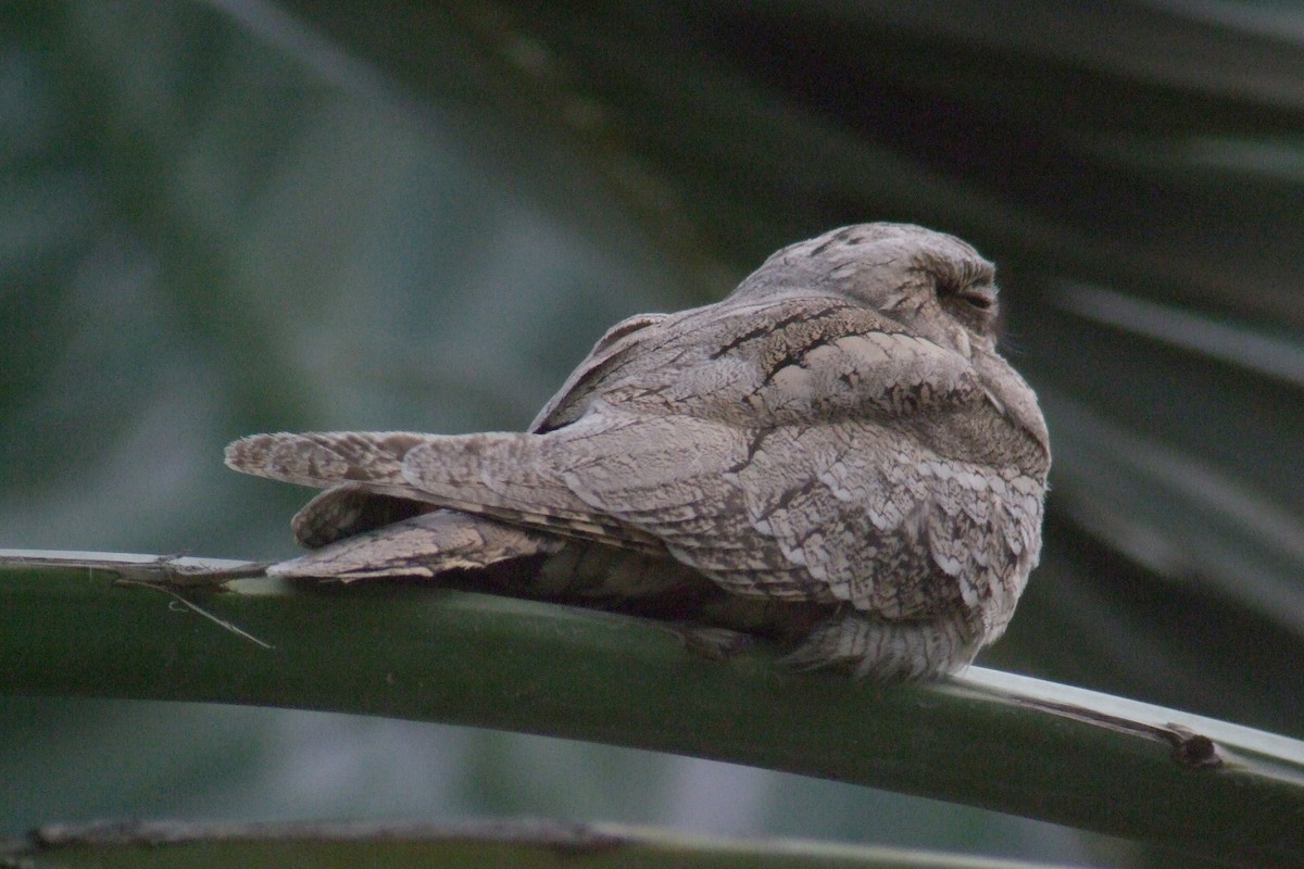 Eurasian Nightjar - Oscar Campbell