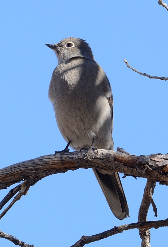 Townsend's Solitaire - ML306703041