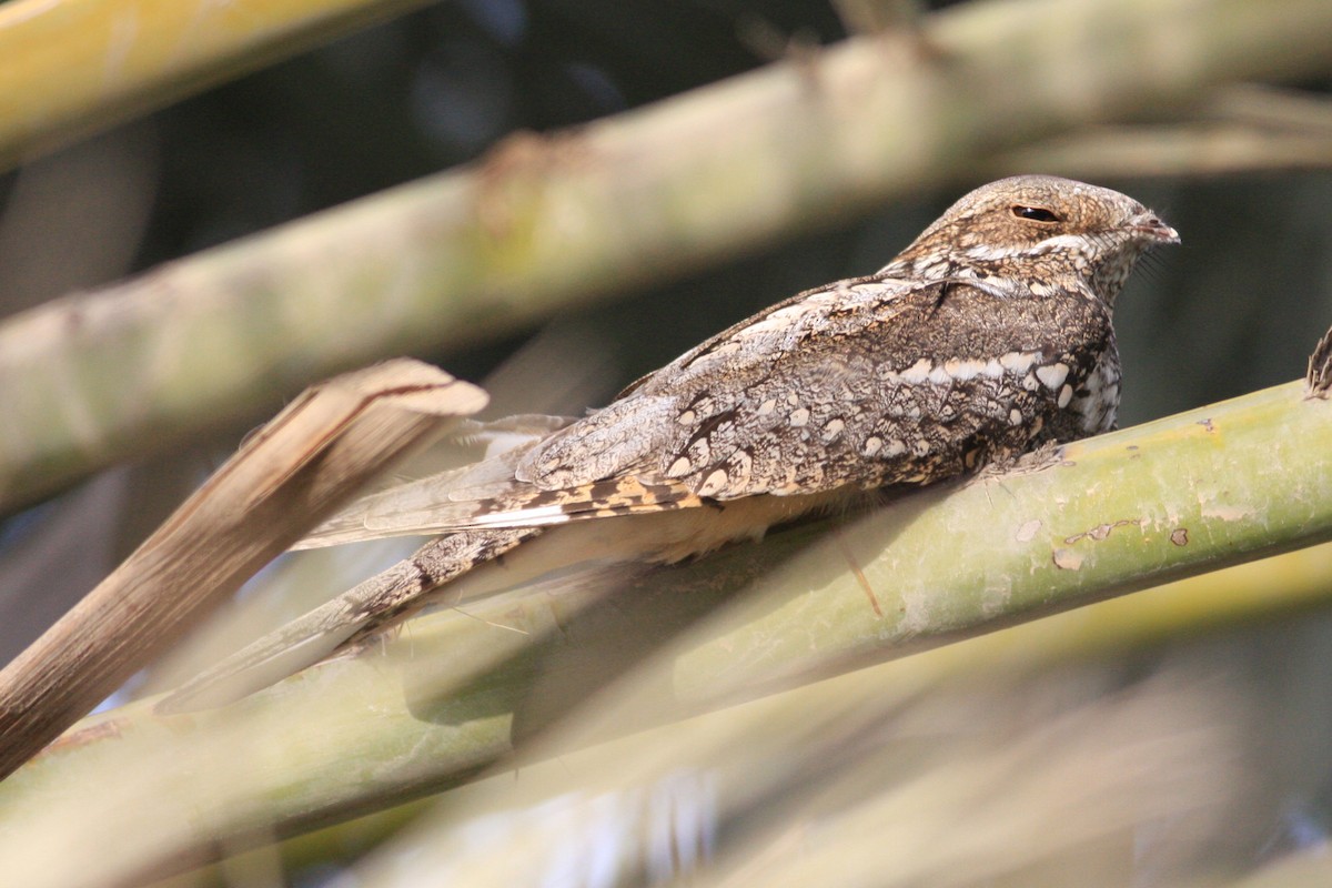 Eurasian Nightjar - ML306703511