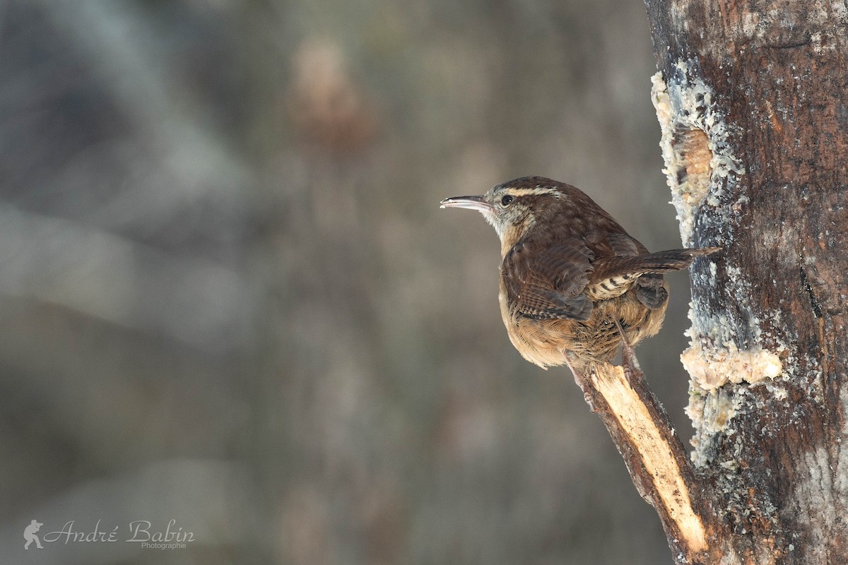 Carolina Wren - ML306704801