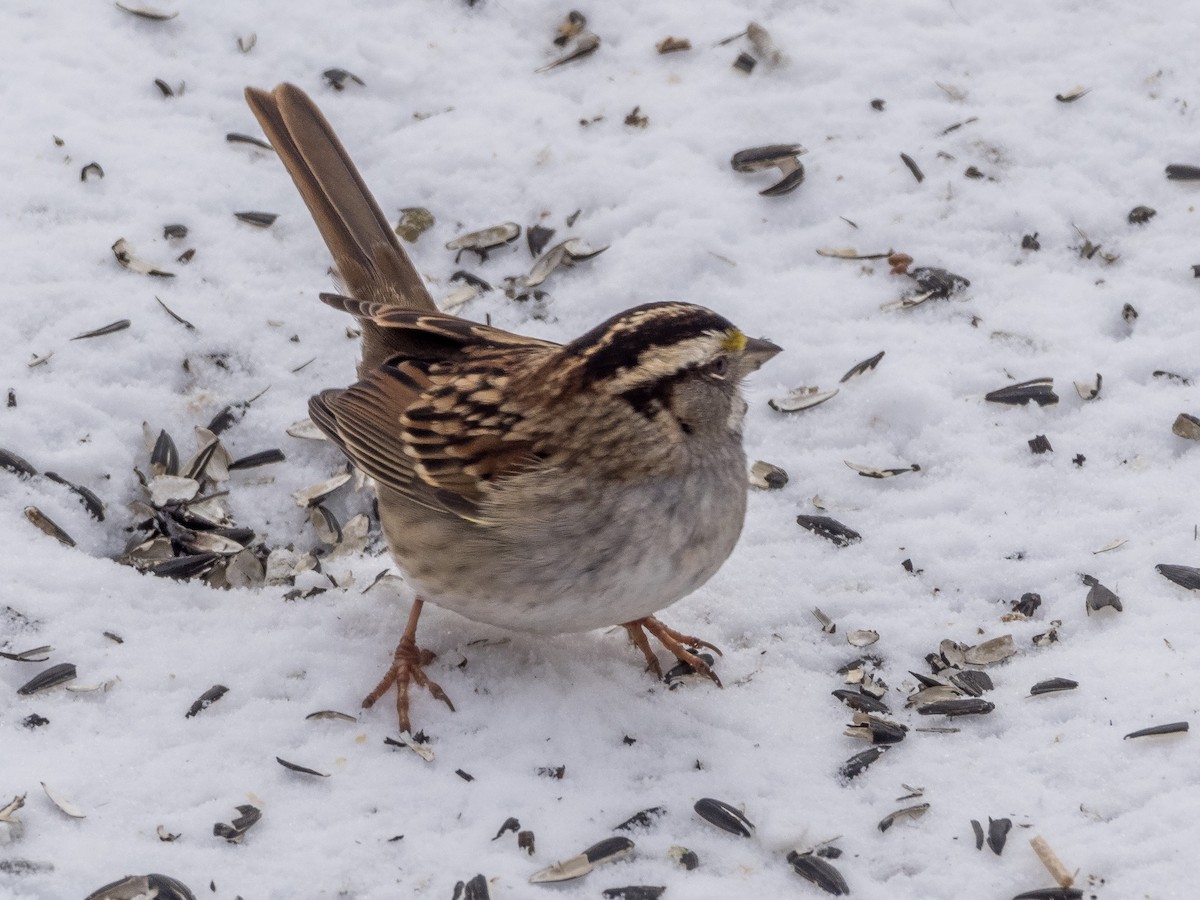 White-throated Sparrow - ML306705381